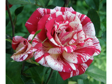 ���� �������� ���� ��������� ������ � �������  180�