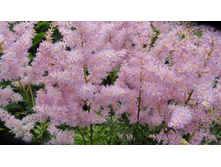 ���� ��� ����