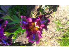 ���� Pumpin Iron