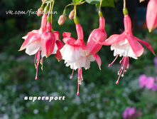 ������ Supersport