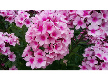 ����� ��� 1