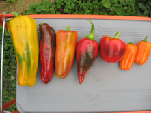 ����� �������