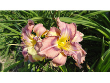 ������� ������