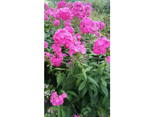 ���������� �� �. �.