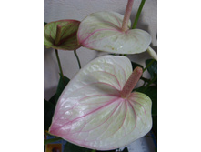 Anthurium Mozaiek Fantasy, ��������� ���� ����.
