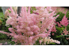 ���� ���