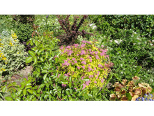 ������ ������