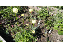 ���������� ��������