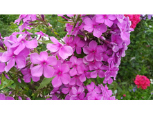 ��������� �� �. �.