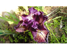 ���� ������ Gimmik