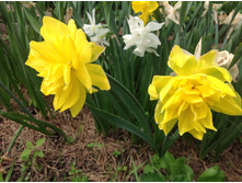 ������� ������ �����