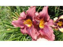 ������� ��������