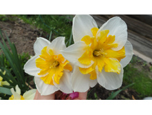 ������� ���������