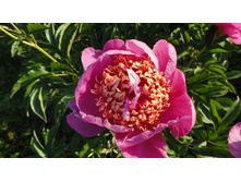 ���� ����