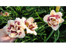 ���� ������ �����