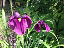 ���� ��������� ����������