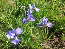 ���� ��������� �������