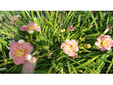 ������ ���� �������