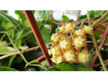 Hoya callistophylla- ����� ....