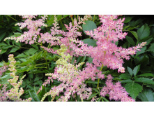 ���� ������