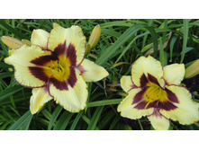 ��� ���������