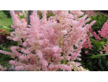 ������ ��� �������