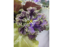 ����� ����