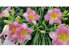 �������� ������ ��� (Final Touch)