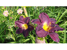 ������� ����