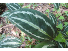 Calathea picturata 'Vandenheckei'