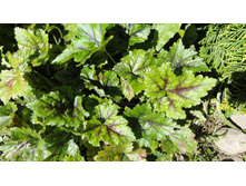 ���������������� ������ ������ Tiger Stripe-