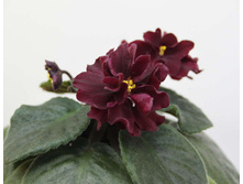 ��-������ �����(����).