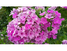 ����� ����������