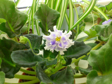 ������� �����