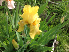 ���� �������