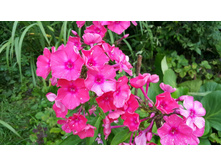 ����� ���������