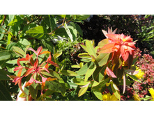 ������� �������� (Fireglow).