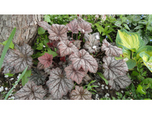 ������� ����