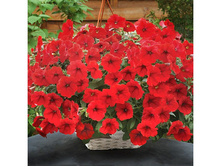 ����� �������. 150 �.