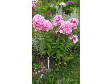 ������ 1