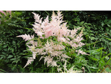 �������� ���� ������� ����