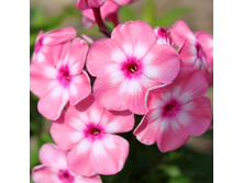 �������* ��� �� ����������