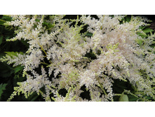 ���� �������