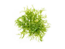 ������� ��������� ������, �������, 100 �� ������