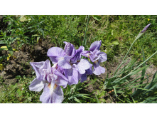 ���� ��������� �������� ����