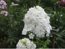 ������� ���