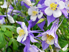 ��������� ������� ������ 60 �