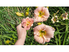 ������� ������