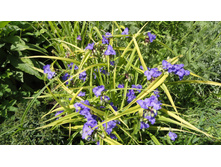 ������������ ���� ����  ( Sweet-Kate)