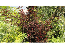 ������������� ������ ����